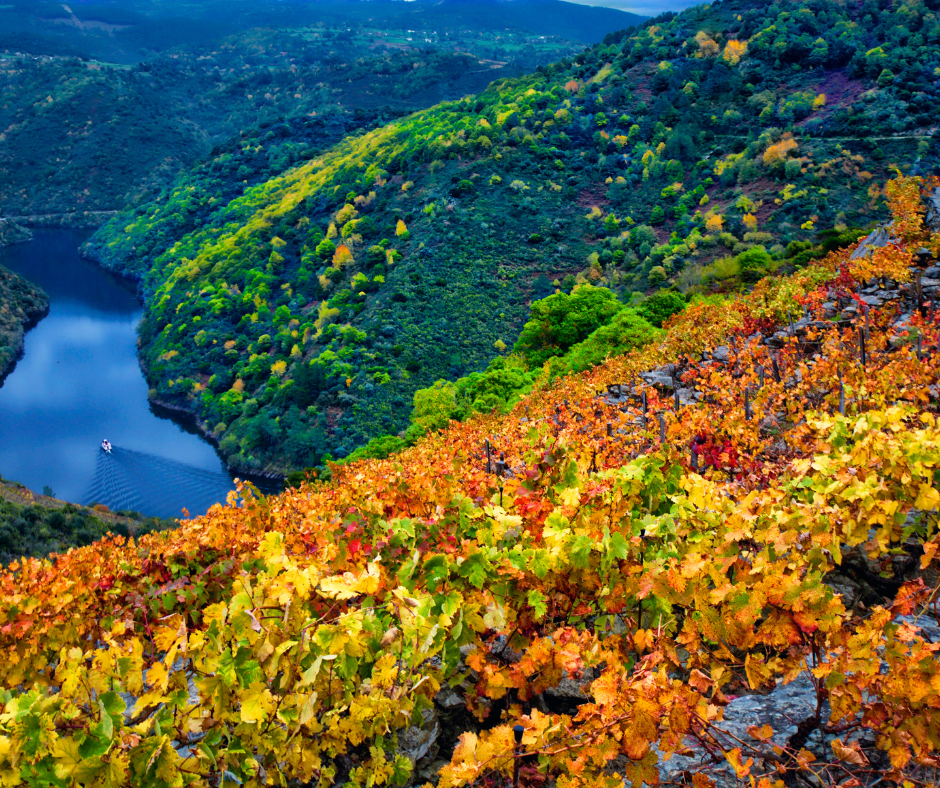 Vineyards in Riberia Sacra, Spain in autumn