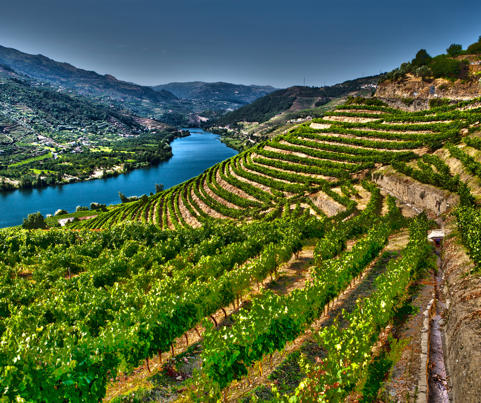 winery Douro Valley