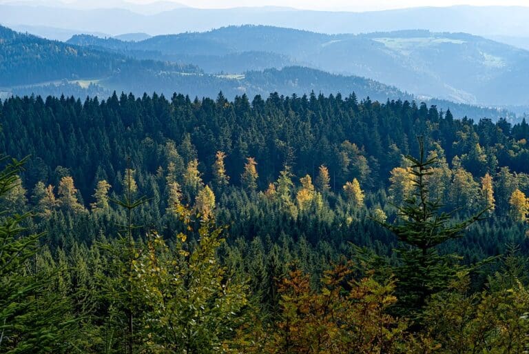 black forest germany