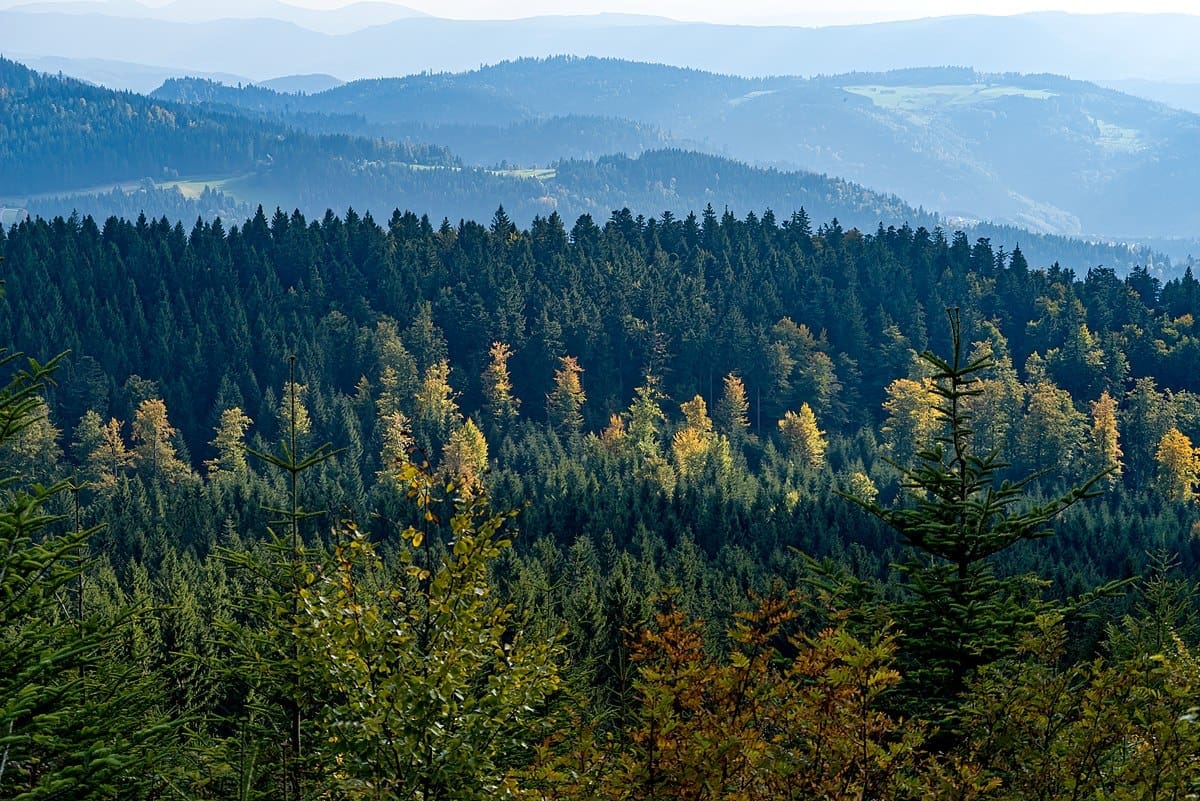 12 Best Things To Do In the Black Forest, Germany | Guidester