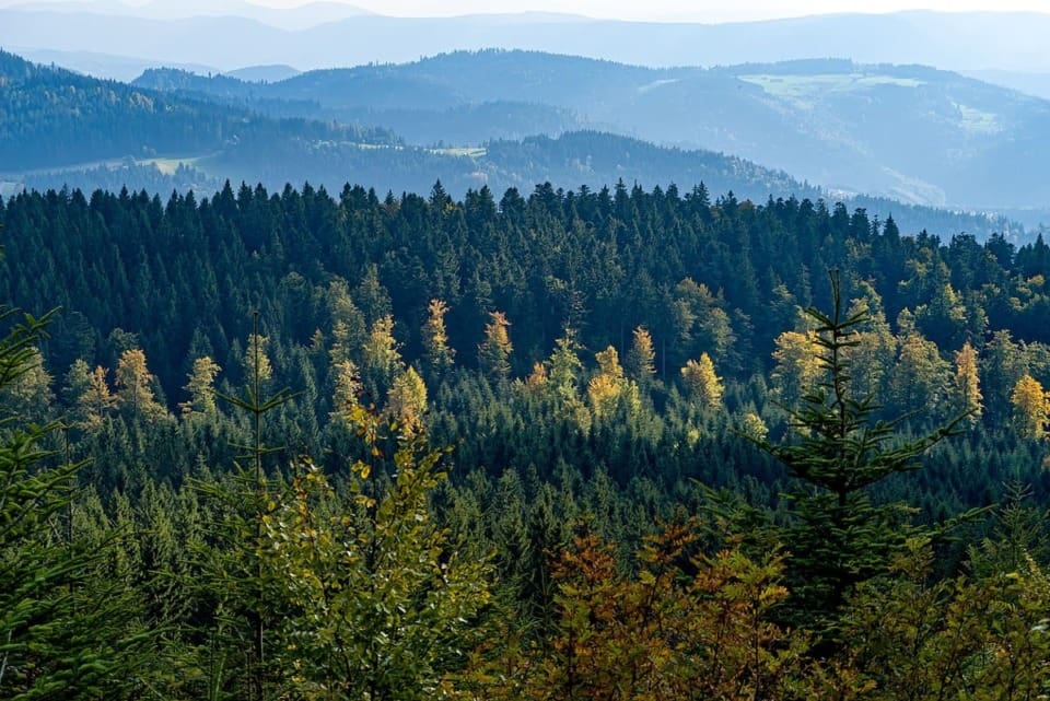 12 Best Things To Do In the Black Forest, Germany | Guidester