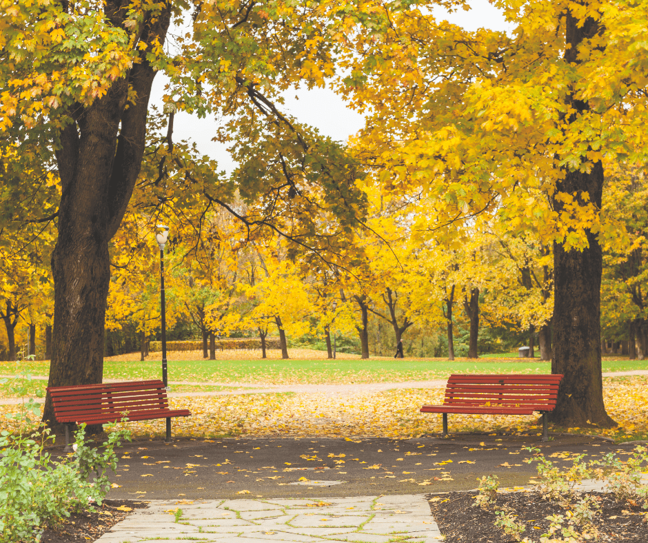 Autumn foliage, Frogner Park in Oslo