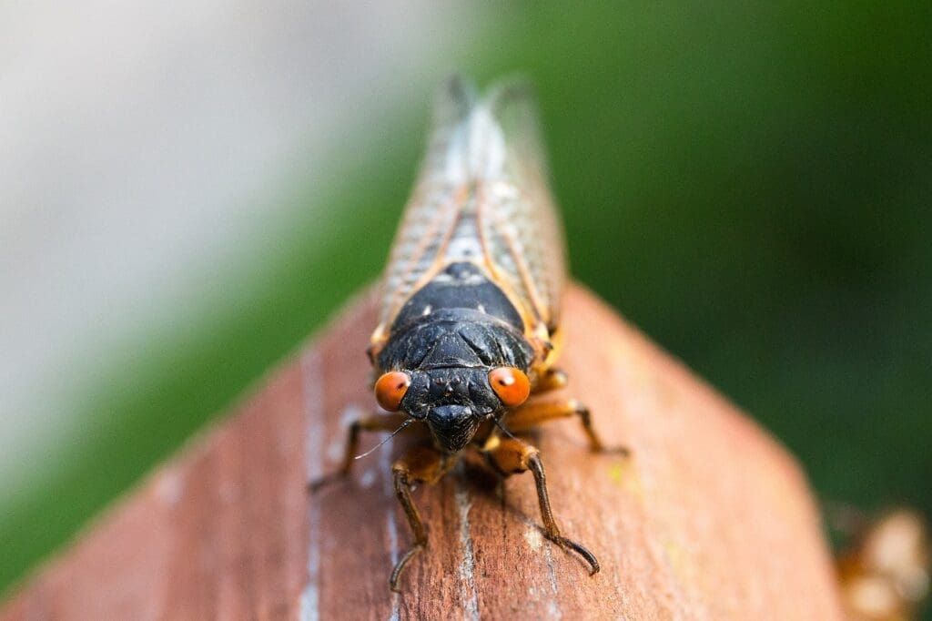 cicada close up