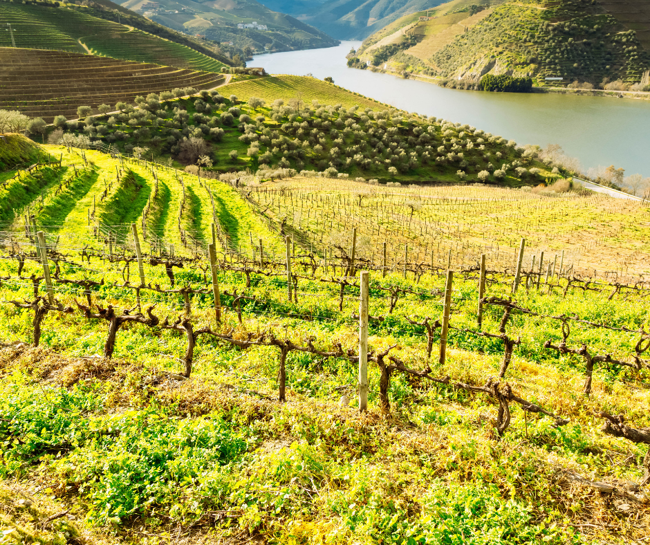 Douro Valley with Vineyards, Portugal, UNESCO World Heritage Site