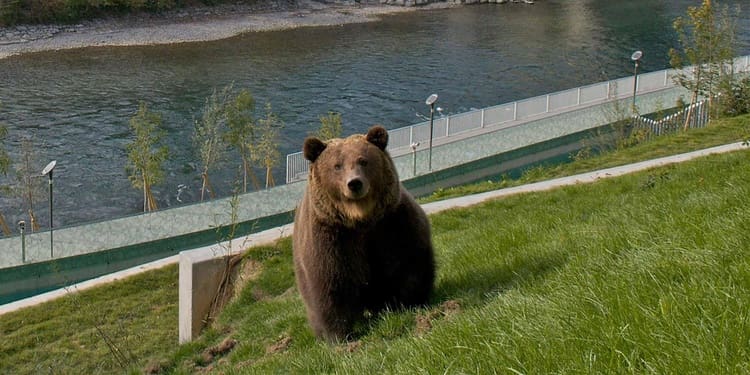 bear park bern switzerland